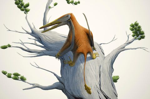Diese Illustration zeigt, wie Melkamter pateko ausgesehen haben könnte  © Alexandra E. Fernandes et al. / Pedro Andrade, CC BY 4.0