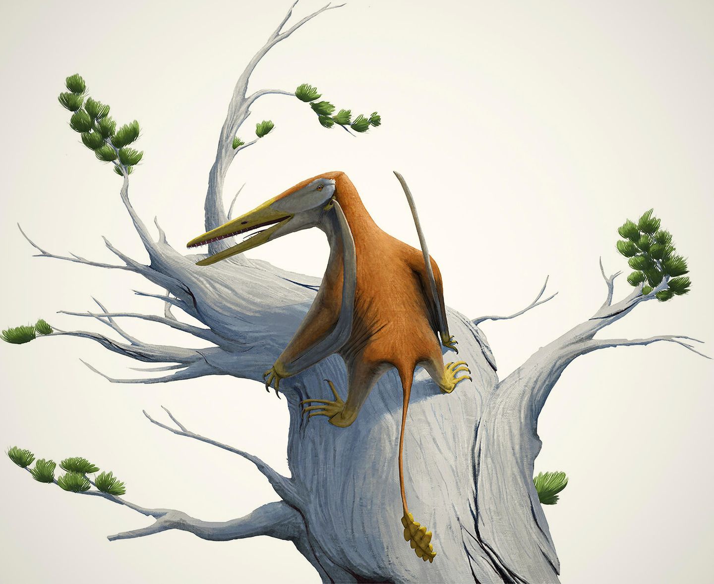 Diese Illustration zeigt, wie Melkamter pateko ausgesehen haben könnte  © Alexandra E. Fernandes et al. / Pedro Andrade, CC BY 4.0