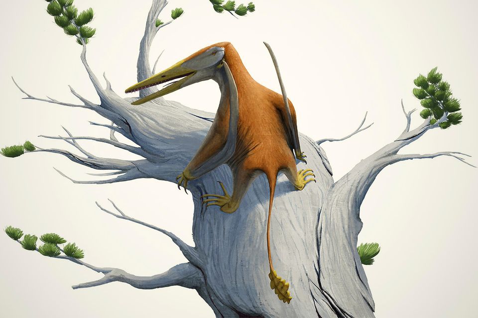 Diese Illustration zeigt, wie Melkamter pateko ausgesehen haben könnte © Alexandra E. Fernandes et al. / Pedro Andrade, CC BY 4.0 1.2212
