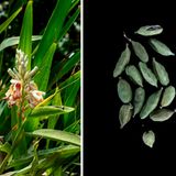 In grünen Kapseln lagern die Samen des Ingwergewächses Kardamom. Die Stoffe Cineol und Limonen verleihen ihnen ihren leicht bitteren, zitrusartigen Geschmack. Kardamom wirkt vielfach positiv: Er regt die Verdauung an, wirkt krampflösend und verbessert, gekaut, Mundgeruch.