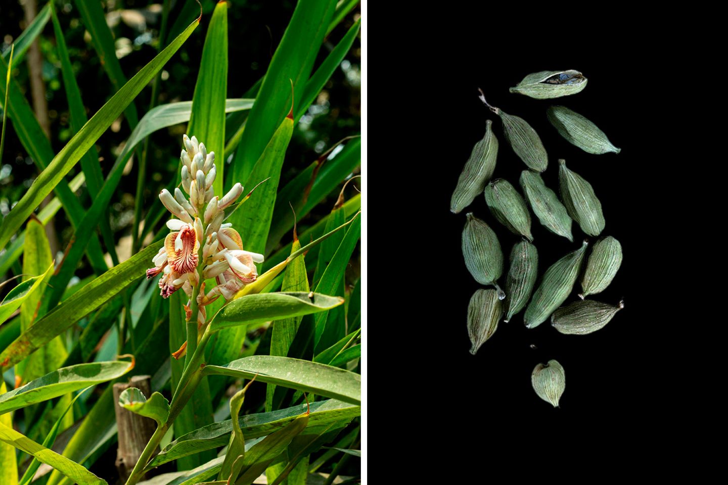 Kann Krämpfe lösen: Kardamon In grünen Kapseln lagern die Samen des Ingwergewächses Kardamom. Die Stoffe Cineol und Limonen verleihen ihnen ihren leicht bitteren, zitrusartigen Geschmack. Kardamom wirkt vielfach positiv: Er regt die Verdauung an, wirkt krampflösend und verbessert, gekaut, Mundgeruch.