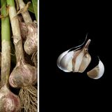 Knoblauch hat in Küchen lange Tradition: Schon in der Antike nutzte man ihn als Würz- und Heilpflanze. Seine unterirdischen Zwiebeln (die "Knollen") enthalten Allicin und Ajoen, die blutverdünnend wirken. Knoblauch beugt altersbedingten Gefäßveränderungen vor und senkt hohe Blutfettwerte.