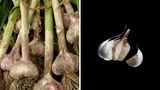 Knoblauch hat in Küchen lange Tradition: Schon in der Antike nutzte man ihn als Würz- und Heilpflanze. Seine unterirdischen Zwiebeln (die "Knollen") enthalten Allicin und Ajoen, die blutverdünnend wirken. Knoblauch beugt altersbedingten Gefäßveränderungen vor und senkt hohe Blutfettwerte.