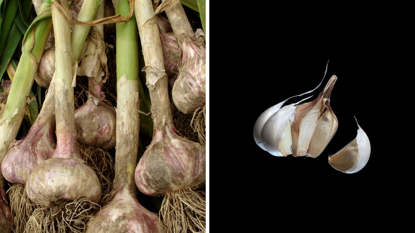 Knoblauch verdünnt das Blut Knoblauch hat in Küchen lange Tradition: Schon in der Antike nutzte man ihn als Würz- und Heilpflanze. Seine unterirdischen Zwiebeln (die "Knollen") enthalten Allicin und Ajoen, die blutverdünnend wirken. Knoblauch beugt altersbedingten Gefäßveränderungen vor und senkt hohe Blutfettwerte.