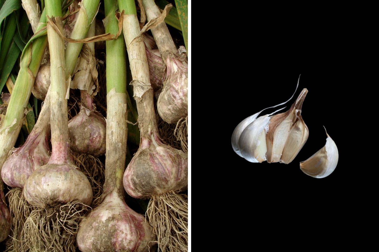 Knoblauch verdünnt das Blut  Knoblauch hat in Küchen lange Tradition: Schon in der Antike nutzte man ihn als Würz- und Heilpflanze. Seine unterirdischen Zwiebeln (die "Knollen") enthalten Allicin und Ajoen, die blutverdünnend wirken. Knoblauch beugt altersbedingten Gefäßveränderungen vor und senkt hohe Blutfettwerte.