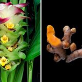 Unscheinbar sind die Blüten der Kurkuma-Pflanze, spektakulär dagegen ihre orangefarbenen Rhizome. Sie enthalten Curcumin, um das sich in letzter Zeit ein regelrechter Hype entspann. Es wirkt entzündungshemmend, manche Studien deuten gar auf eine Anti-Krebs-Wirkung hin, die meisten Fachleute halten Letzteres jedoch für übertrieben.