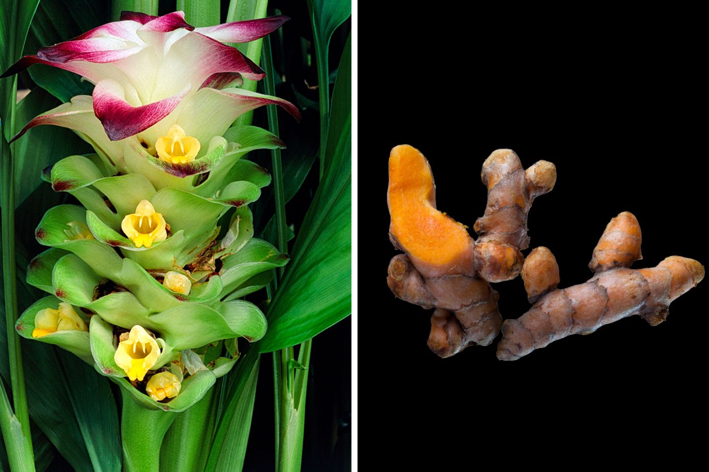 Kurkuma vermag antientzündlich zu wirken  Unscheinbar sind die Blüten der Kurkuma-Pflanze, spektakulär dagegen ihre orangefarbenen Rhizome. Sie enthalten Curcumin, um das sich in letzter Zeit ein regelrechter Hype entspann. Es wirkt entzündungshemmend, manche Studien deuten gar auf eine Anti-Krebs-Wirkung hin, die meisten Fachleute halten Letzteres jedoch für übertrieben.