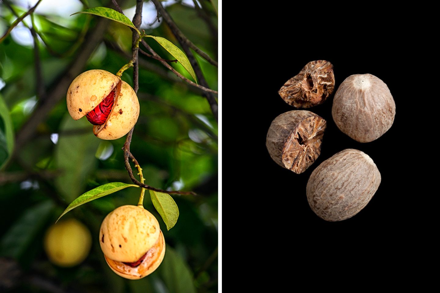 Muskat entfaltet hormonähnliche Wirkung Was man als "Nuss" kennt, ist eigentlich der getrocknete Samenkern der Muskatfrucht. Fein gerieben dient er als Gewürz. Er enthält Lignane, die Hormonen ähnlich gegen Wechseljahrsbeschwerden helfen. Muskat wirkt zudem beruhigend, in zu hoher Dosierung jedoch berauschend. Dann kann er auch Schwindel und Übelkeit hervorrufen.