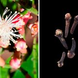 Die nagelförmigen Stäbchen sind die getrockneten Blütenknospen des Gewürznelkenbaums. Ihre Inhaltsstoffe wirken antiseptisch und örtlich betäubend, was man spätestens dann erlebt, wenn man das Gewürz versehentlich zerbeißt. Traditionell wird es deshalb bei Zahnschmerzen gekaut.