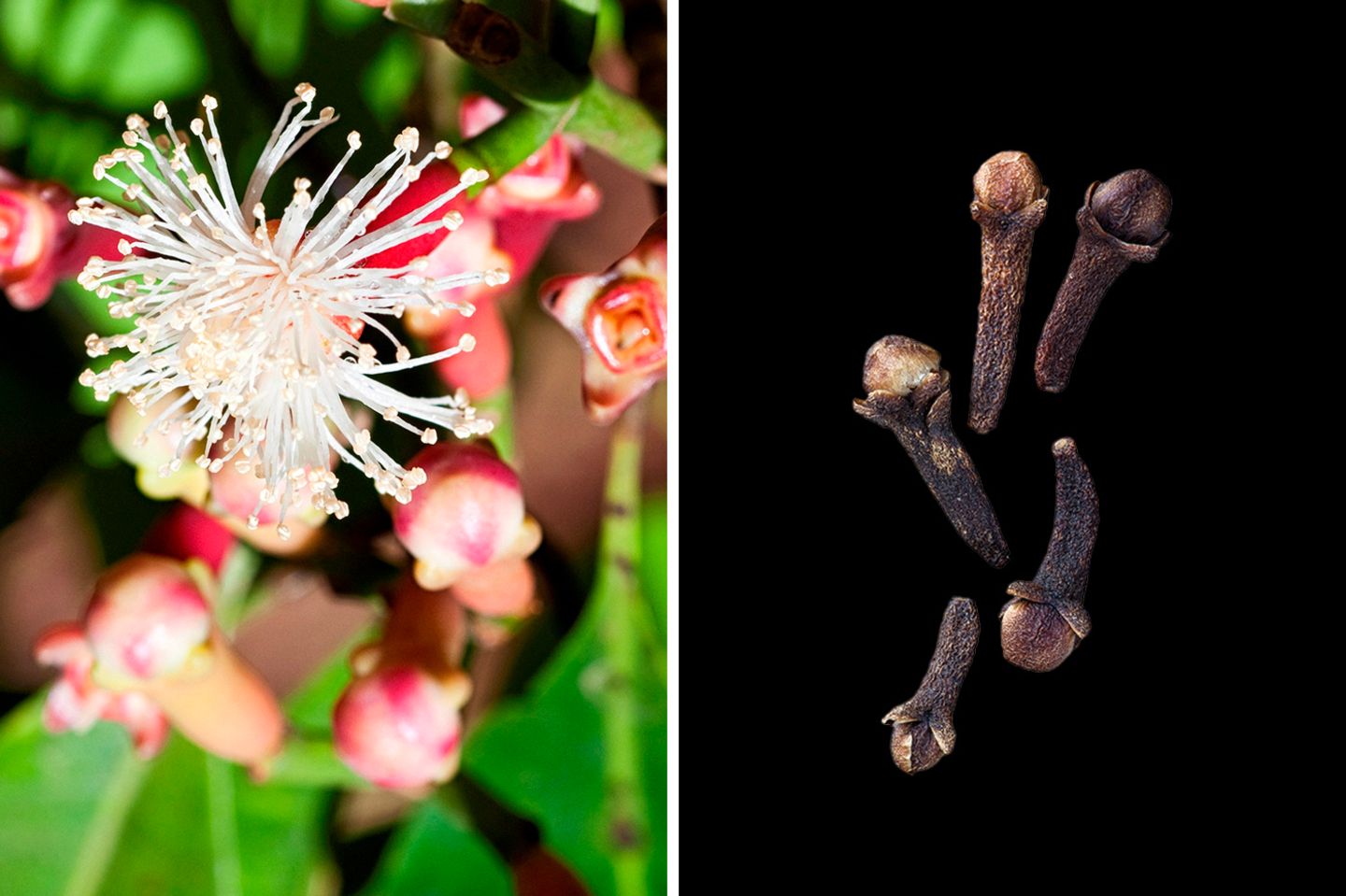Örtlich betäubt dank Nelken Die nagelförmigen Stäbchen sind die getrockneten Blütenknospen des Gewürznelkenbaums. Ihre Inhaltsstoffe wirken antiseptisch und örtlich betäubend, was man spätestens dann erlebt, wenn man das Gewürz versehentlich zerbeißt. Traditionell wird es deshalb bei Zahnschmerzen gekaut.