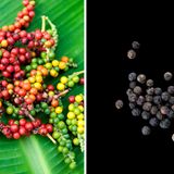 Salz und Pfeffer kommen in vielen Haushalten als Grundwürze an jedes Essen. Bei den beliebten schwarzen Körnern handelt es sich um getrocknete Früchte des Pfefferstrauchs. Pfeffer wärmt, löst Krämpfe, hemmt Entzündungen und regt die Verdauung an. Außerdem bremst Pfefferextrakt das Wachstum von Schimmelpilzen.