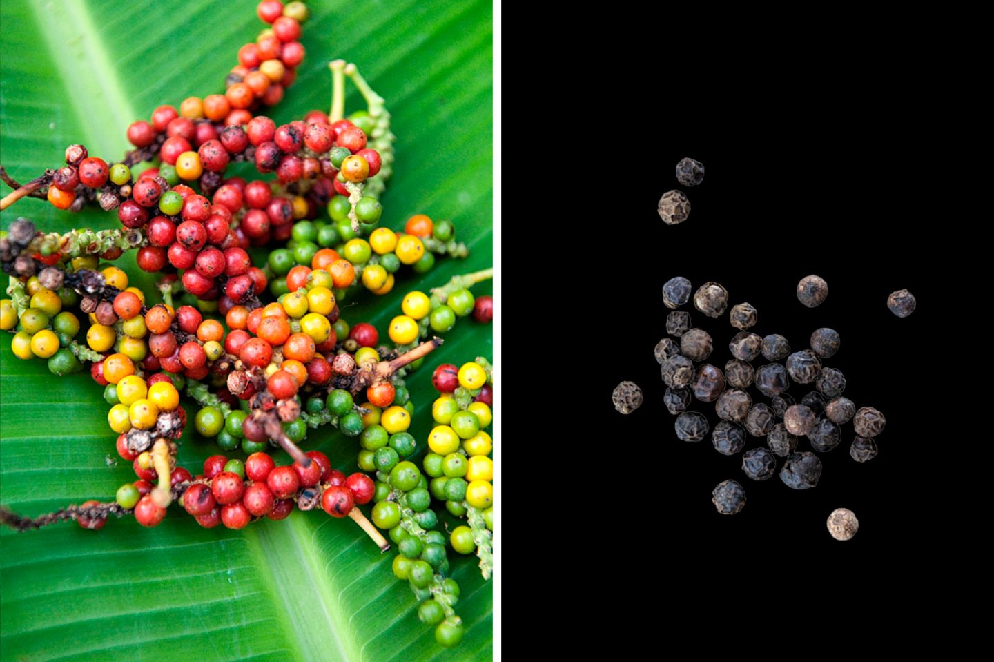 Wärmend und krampflösend wirkt Pfeffer  Salz und Pfeffer kommen in vielen Haushalten als Grundwürze an jedes Essen. Bei den beliebten schwarzen Körnern handelt es sich um getrocknete Früchte des Pfefferstrauchs. Pfeffer wärmt, löst Krämpfe, hemmt Entzündungen und regt die Verdauung an. Außerdem bremst Pfefferextrakt das Wachstum von Schimmelpilzen.