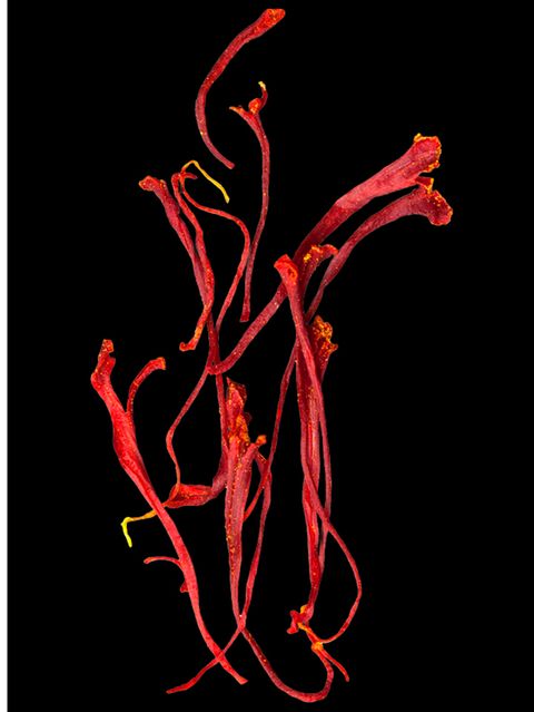 Rot leuchten die Stempelfäden in den Blüten der Krokus-Art Crocus sativus. Getrocknet sind sie das teuerste Gewürz der Welt: Safran. Es färbt Lebensmittel goldgelb und verleiht ihnen einen leicht bitteren Geschmack. Studien zufolge lindern Safran-Präparate beispielsweise das prämenstruelle Syndrom und sind vielversprechend bei Alzheimer-Demenz.