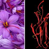 Rot leuchten die Stempelfäden in den Blüten der Krokus-Art Crocus sativus. Getrocknet sind sie das teuerste Gewürz der Welt: Safran. Es färbt Lebensmittel goldgelb und verleiht ihnen einen leicht bitteren Geschmack. Studien zufolge lindern Safran-Präparate beispielsweise das prämenstruelle Syndrom und sind vielversprechend bei Alzheimer-Demenz.