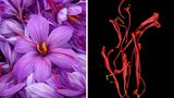 Rot leuchten die Stempelfäden in den Blüten der Krokus-Art Crocus sativus. Getrocknet sind sie das teuerste Gewürz der Welt: Safran. Es färbt Lebensmittel goldgelb und verleiht ihnen einen leicht bitteren Geschmack. Studien zufolge lindern Safran-Präparate beispielsweise das prämenstruelle Syndrom und sind vielversprechend bei Alzheimer-Demenz.