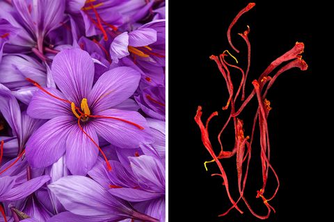 Rot leuchten die Stempelfäden in den Blüten der Krokus-Art Crocus sativus. Getrocknet sind sie das teuerste Gewürz der Welt: Safran. Es färbt Lebensmittel goldgelb und verleiht ihnen einen leicht bitteren Geschmack. Studien zufolge lindern Safran-Präparate beispielsweise das prämenstruelle Syndrom und sind vielversprechend bei Alzheimer-Demenz.