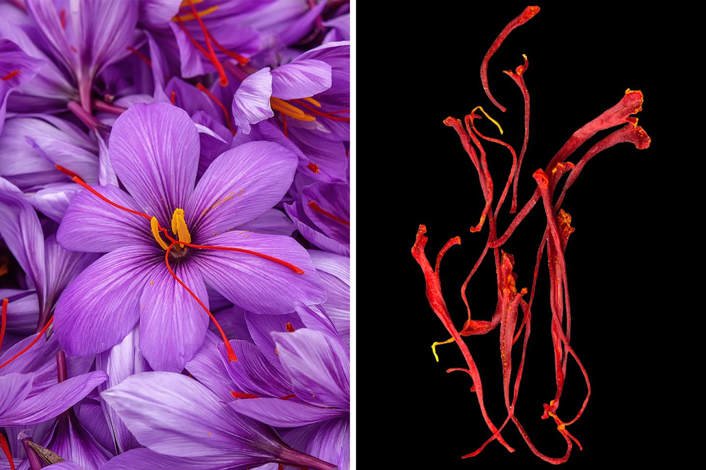 Safran könnte das Gehirn jung halten Rot leuchten die Stempelfäden in den Blüten der Krokus-Art Crocus sativus. Getrocknet sind sie das teuerste Gewürz der Welt: Safran. Es färbt Lebensmittel goldgelb und verleiht ihnen einen leicht bitteren Geschmack. Studien zufolge lindern Safran-Präparate beispielsweise das prämenstruelle Syndrom und sind vielversprechend bei Alzheimer-Demenz.