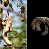 Die Samen des Tamarindenbaums lagern in festen Hülsen. Als Gewürz wird jedoch das weiche, säuerliche Fruchtfleisch, in dem sie eingebettet sind, genutzt. Sein Aroma erinnert an Zitrone. Es wird der Tamarinde nachgesagt, dass sie abführend und fiebersenkend wirke. Studienbelege fehlen jedoch bislang.