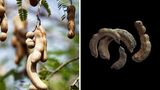 Die Samen des Tamarindenbaums lagern in festen Hülsen. Als Gewürz wird jedoch das weiche, säuerliche Fruchtfleisch, in dem sie eingebettet sind, genutzt. Sein Aroma erinnert an Zitrone. Es wird der Tamarinde nachgesagt, dass sie abführend und fiebersenkend wirke. Studienbelege fehlen jedoch bislang.