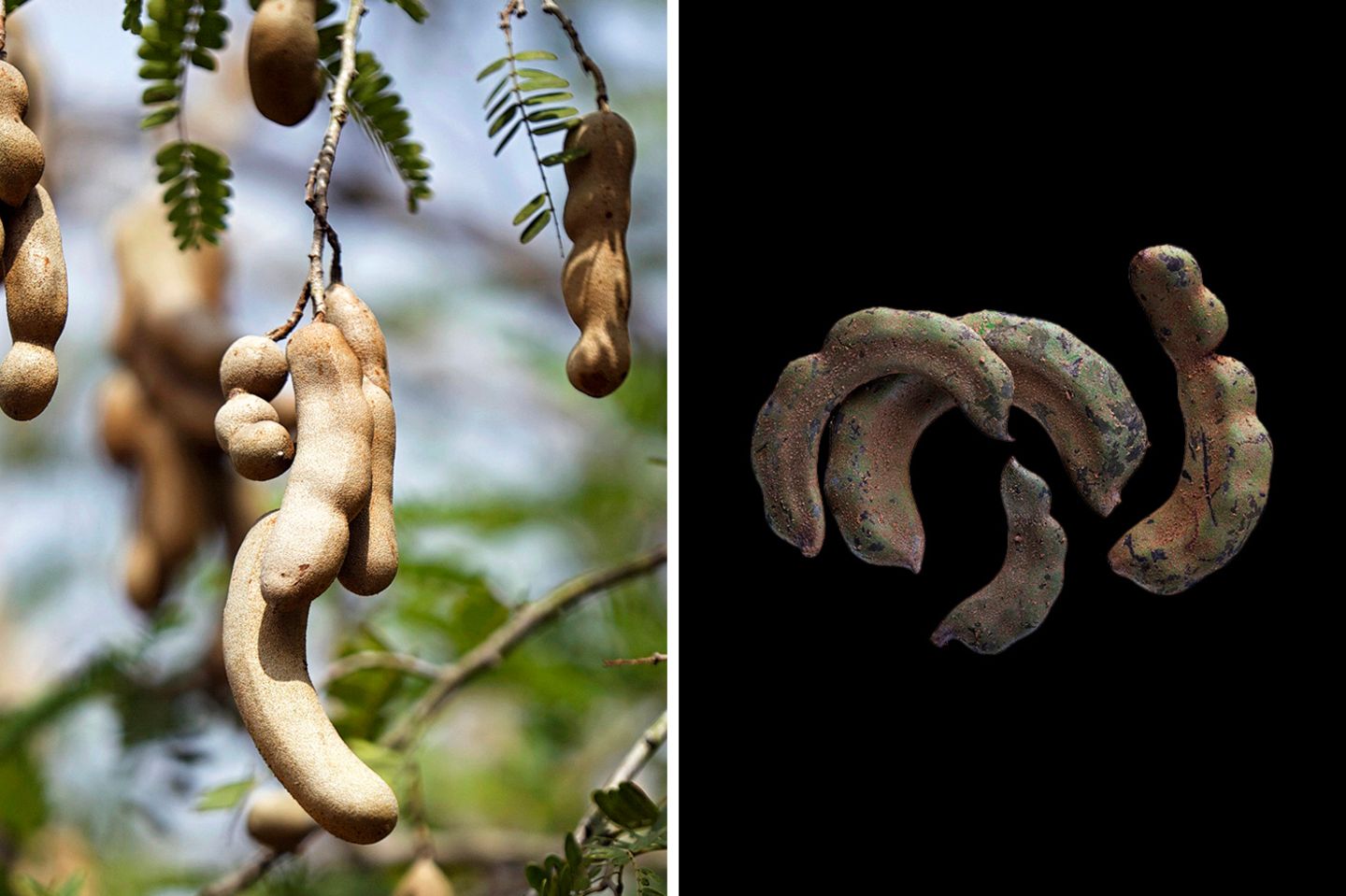 Vom Aroma zitrisch: die Tamarinde  Die Samen des Tamarindenbaums lagern in festen Hülsen. Als Gewürz wird jedoch das weiche, säuerliche Fruchtfleisch, in dem sie eingebettet sind, genutzt. Sein Aroma erinnert an Zitrone. Es wird der Tamarinde nachgesagt, dass sie abführend und fiebersenkend wirke. Studienbelege fehlen jedoch bislang.