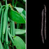 Die langen Kapselfrüchte (die "Schoten") der Vanille-Orchidee sind Grundlage für das beliebte Gewürz. Sie werden unreif geerntet und anschließend aufwendig behandelt, damit sich das charakteristische Aroma optimal entfaltet. Vanillin ist chemisch verwandt mit dem scharf schmeckenden Capsaicin.