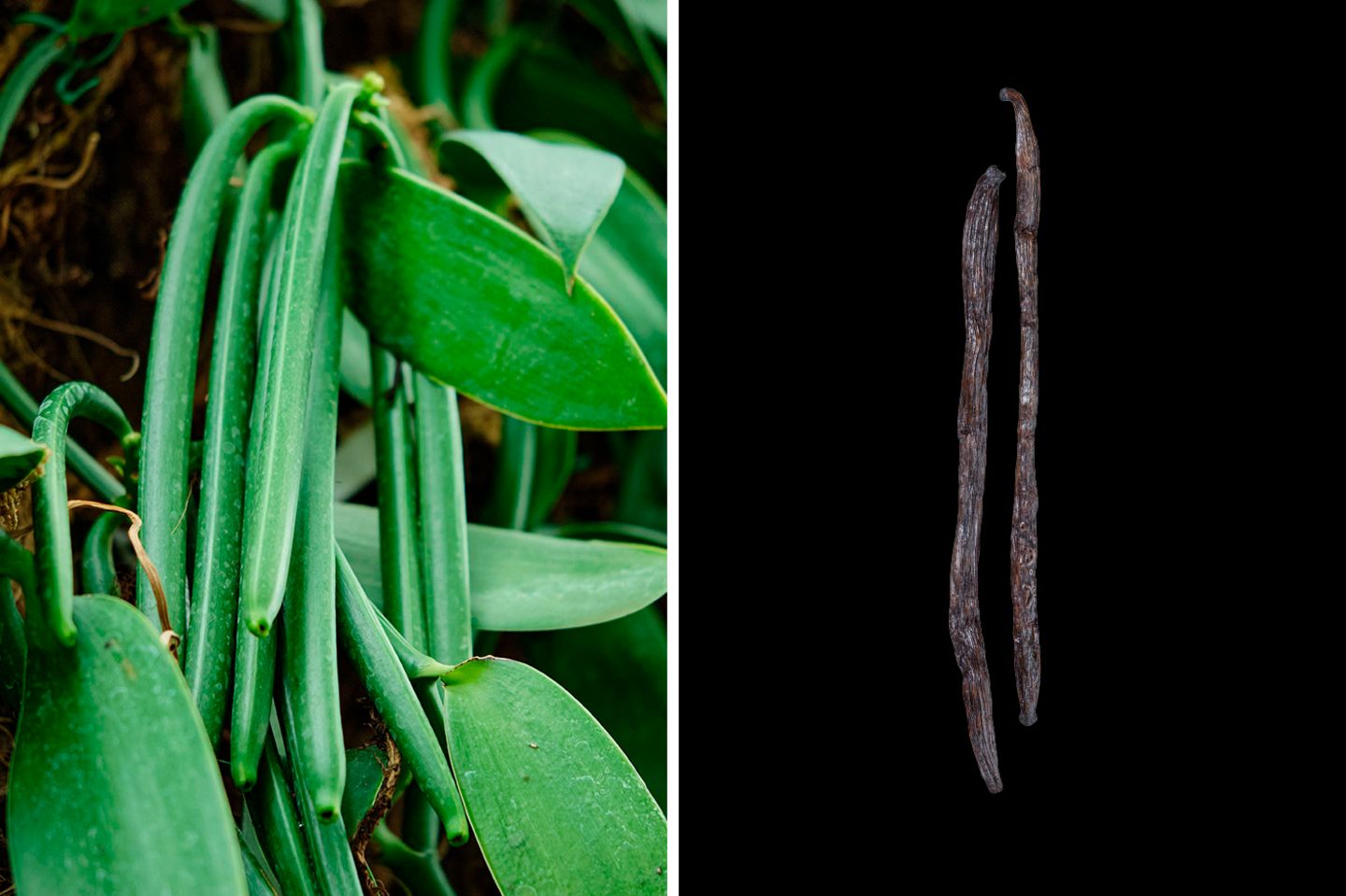 Beliebt in der Küche: Vanille  Die langen Kapselfrüchte (die "Schoten") der Vanille-Orchidee sind Grundlage für das beliebte Gewürz. Sie werden unreif geerntet und anschließend aufwendig behandelt, damit sich das charakteristische Aroma optimal entfaltet. Vanillin ist chemisch verwandt mit dem scharf schmeckenden Capsaicin.