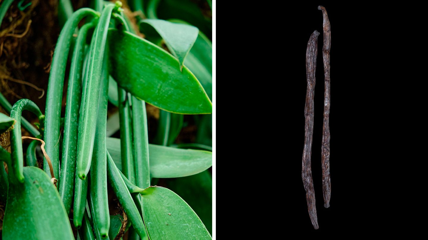 Beliebt in der Küche: Vanille Die langen Kapselfrüchte (die "Schoten") der Vanille-Orchidee sind Grundlage für das beliebte Gewürz. Sie werden unreif geerntet und anschließend aufwendig behandelt, damit sich das charakteristische Aroma optimal entfaltet. Vanillin ist chemisch verwandt mit dem scharf schmeckenden Capsaicin.