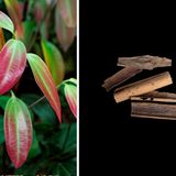 Was man als Zimtstange kennt, ist die getrocknete innere Zweigrinde immergrüner Zimtbäume. Aroma und Wirkung erhält das Gewürz durch Zimtaldehyd: Das reagiert spontan mit Proteinen und wirkt deshalb sehr breit gegen Mikroorganismen. Zudem hilft Zimt bei Verdauungsproblemen.