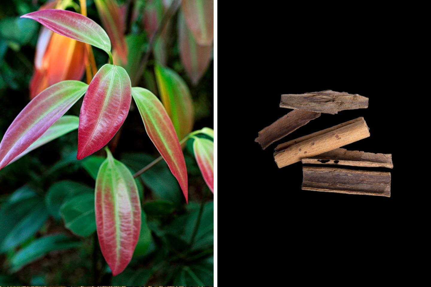 Wirkt gegen Mikroorganismen: Zimt  Was man als Zimtstange kennt, ist die getrocknete innere Zweigrinde immergrüner Zimtbäume. Aroma und Wirkung erhält das Gewürz durch Zimtaldehyd: Das reagiert spontan mit Proteinen und wirkt deshalb sehr breit gegen Mikroorganismen. Zudem hilft Zimt bei Verdauungsproblemen.