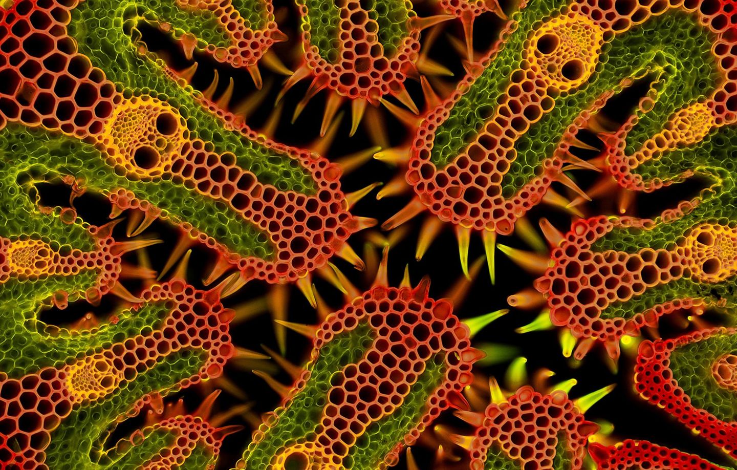 Welche Pflanze birgt Gesichter? Der Gewöhnliche Strandhafer. Das spektakuläre Bild zeigt einen 30 Mikrometer kleinen Querschnitt durch Gewöhnlichen Strandhafer (Ammophila arenaria); an Nord- und Ostseeküste ist er regelmäßig zu sehen. Die „Gesichter“ zeigen die Leitbündel, durch die das Süßgras Wasser und Nährstoffe transportiert. Die Präparation sei knifflig gewesen, erklärt Fotograf Gerhard Vlcek: "Ich verwendete kleinste Pinsel, um die weniger als millimetergroßen Teile in Färbe- und chemischen Lösungen zu bewegen." KW 4