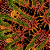 Der Gewöhnliche Strandhafer. Das spektakuläre Bild zeigt einen 30 Mikrometer kleinen Querschnitt durch Gewöhnlichen Strandhafer (Ammophila arenaria); an Nord- und Ostseeküste ist er regelmäßig zu sehen. Die „Gesichter“ zeigen die Leitbündel, durch die das Süßgras Wasser und Nährstoffe transportiert. Die Präparation sei knifflig gewesen, erklärt Fotograf Gerhard Vlcek: "Ich verwendete kleinste Pinsel, um die weniger als millimetergroßen Teile in Färbe- und chemischen Lösungen zu bewegen."  KW 4