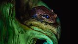 Frosch und ein Pilz leuchten in der Nacht, fotografiert in einem Kiefernwald im Süden von Tasmanien (Australien)