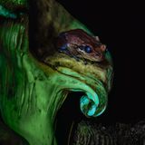 Frosch und ein Pilz leuchten in der Nacht, fotografiert in einem Kiefernwald im Süden von Tasmanien (Australien)