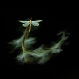 Ein Ameisenlöwe flattert durch die Sommernacht über die ungarische Steppe. Ende Juli beginnen die libellen-ähnlichen Insekten in Massen ihren Paarungsflug, sobald es dunkel wird. Insgesamt zehn Abende verbrachte Fotograf Litauszki Tibor mit dem Versuch, diesen Tanz fotografisch einzufangen. Aus über 10.000 Bildern waren vielleicht zehn brauchbar, berichtet Tibor. Doch für dieses hat es sich gelohnt: Fast magisch wirkt sein prämiertes Foto. Dank der langen Belichtungszeit zeigt es nicht nur eine einzelne Momentaufnahme, sondern auch die verstrichene Flugbewegung des Ameisenlöwen.       