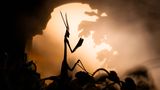 Filmreifer Auftritt der Haubenfangschrecke oder Empusa pennata: So majestätisch bekommt sie sonst wohl keiner zu Gesicht. Für sein Bild wartete Fotograf Sebastien Blomme auf den Sonnenaufgang, um im sanften Morgenlicht die elegante, aber auch unheimlich wirkende Silhouette des Insekts einzufangen. Mit seiner Fotografie möchte er darauf aufmerksam machen, wie wichtig es ist, die wilden Lebensräume der Tiere zu erhalten. "Während ich diese Insekten dokumentiere, fällt mir auf, wie unbemerkt ihre empfindliche Existenz in unserer sich schnell verändernden Umwelt bleibt", erklärt Blomme. 