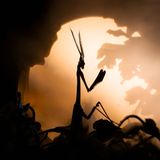 Filmreifer Auftritt der Haubenfangschrecke oder Empusa pennata: So majestätisch bekommt sie sonst wohl keiner zu Gesicht. Für sein Bild wartete Fotograf Sebastien Blomme auf den Sonnenaufgang, um im sanften Morgenlicht die elegante, aber auch unheimlich wirkende Silhouette des Insekts einzufangen. Mit seiner Fotografie möchte er darauf aufmerksam machen, wie wichtig es ist, die wilden Lebensräume der Tiere zu erhalten. "Während ich diese Insekten dokumentiere, fällt mir auf, wie unbemerkt ihre empfindliche Existenz in unserer sich schnell verändernden Umwelt bleibt", erklärt Blomme. 