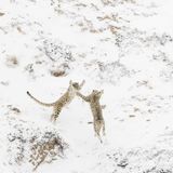 "Das kann nicht wahr sein, es ist zu unglaublich, um wahr zu sein," flüsterte Gesamtsieger Paolo Della Rocca immer wieder, als sich ihm ein seltenes Schauspiel bot. Mit seinem Fotoprojekt konnte er sich einen lebenslangen Traum erfüllen: Nach Nordindien reisen und Schneeleoparden inmitten der rohen Schönheit des Spiti-Tals zu fotografieren. Das Zusammentreffen mit den scheuen Tieren wird für ihn wohl unvergesslich bleiben. Sein Gewinnerbild zeigt zwei junge Schneeleoparden, die ausgelassen im Schnee toben. Ein seltenes Schauspiel, für das Della Rocca bei eisigen Temperaturen in einem Schneesturm ausharrte, bis die Jungtiere wieder aus ihrer Höhle kamen. "Als der Sturm nachließ und Ruhe einkehrte, begannen sie sich zu rühren. Was sich als Nächstes abspielte, übertraf meine wildesten Vorstellungen. Sie kletterten nach oben, jagten einander über verschneite Hänge und spielten mit einer Freude und Vitalität, über die ich nur staunen konnte."