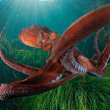 Juror Tin Man Lee über das einprägsame Unterwasserbild: "Dieses Foto fängt meisterhaft die rohe Energie und die fließende Anmut eines Oktopus in Bewegung ein und schafft so eine faszinierende Komposition, die den Betrachter sofort in die Unterwasserwelt entführt. Die leuchtenden Farben des Oktopus bilden einen atemberaubenden Kontrast zum smaragdgrünen Hintergrund, während seine dynamische Haltung und die geschwungenen Tentakel natürliche Leitlinien erzeugen, die das Auge durch jedes Detail dieses außergewöhnlichen Moments führen. Die technische Fähigkeit des Fotografen, solch eine flüchtige Unterwasserszene einzufrieren und gleichzeitig perfekte Klarheit und Komposition beizubehalten, verwandelt ein ohnehin schon faszinierendes Meereslebewesen in ein faszinierendes Kunstwerk, das sowohl die Kraft als auch die Eleganz des Meereslebens verkörpert." 