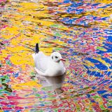 Auf der Suche nach Futter schwimmt diese Lachmöwe durch einen Kanal in Amsterdam. Fotograf Mathijs Frenken sagt über sein Bild: "In der Wasseroberfläche war die Spiegelung einer bunten Werbetafel zu sehen. Ich hoffte, dass die Möwe durch das Spiegelbild schwimmen würde, damit ich sie inmitten all dieser Farben einfangen könnte." Die Möwe tat ihm den Gefallen.       