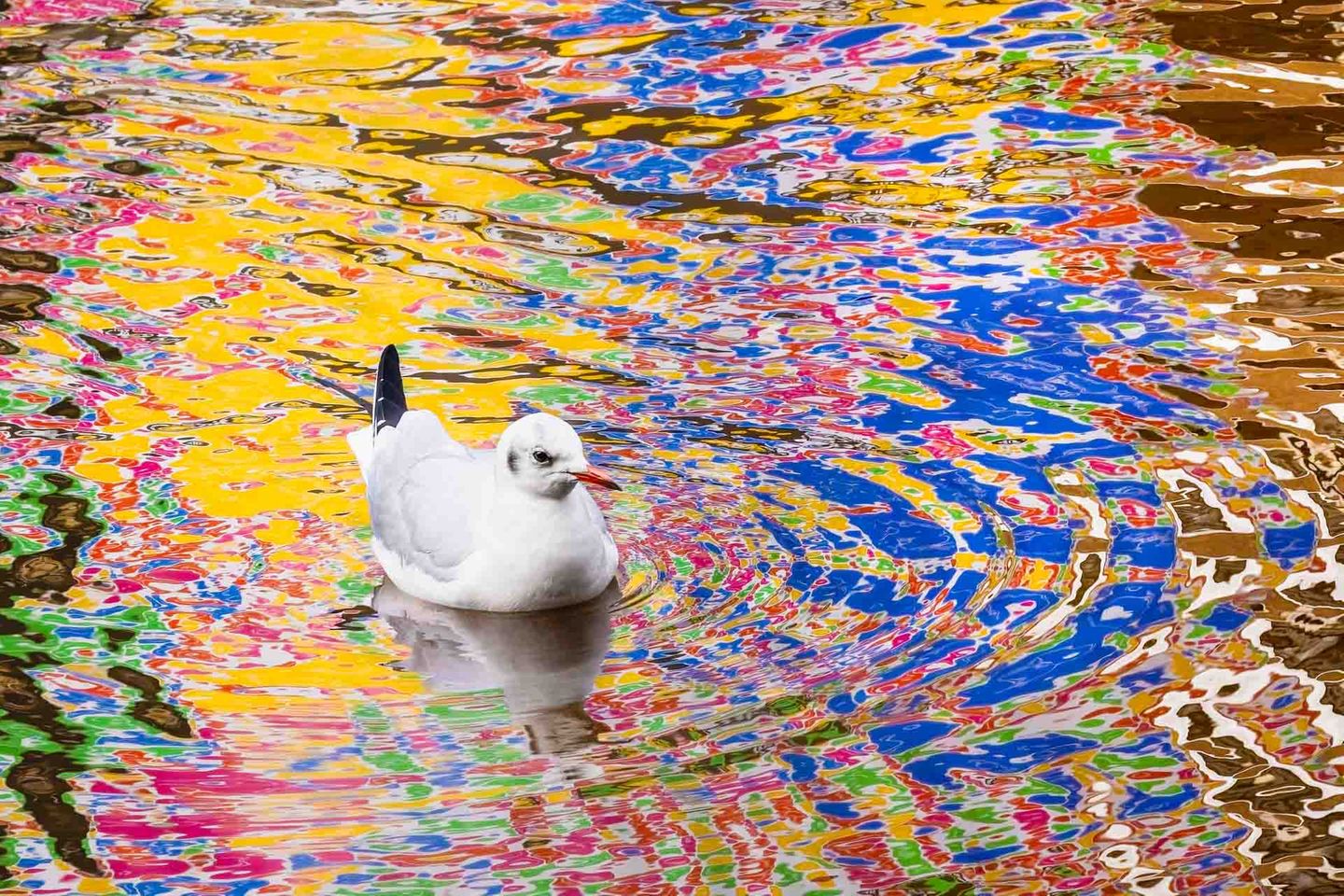 Auf der Suche nach Futter schwimmt diese Lachmöwe durch einen Kanal in Amsterdam. Fotograf Mathijs Frenken sagt über sein Bild: "In der Wasseroberfläche war die Spiegelung einer bunten Werbetafel zu sehen. Ich hoffte, dass die Möwe durch das Spiegelbild schwimmen würde, damit ich sie inmitten all dieser Farben einfangen könnte." Die Möwe tat ihm den Gefallen.       