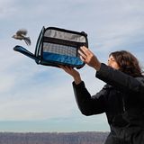 "Unsichtbare Killer: Der Einfluss von Licht und Glas auf Zugvögel" ist der Titel des Fotoprojekts von Portfolio-Sieger Hector Cordero. Dahinter steht eine Reihe von Bildern, die ausdrucksvoll thematisieren, wie Glasflächen, hohe Gebäude und künstliches Licht zur Gefahr für die Tiere werden. Neben dem Schlimmen bildet Cordero auch das Schöne ab: Beispielsweise die Arbeit eines Wildtier-Rehabilitierungszentrums, das sich um verletzte Vögel kümmert und diese dann wieder in die Freiheit entlässt.    