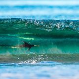 Wie ein Pfeil schießt der Pinguin durch das Wasser. Das dynamische Bild schoss Fotograf Levi Fitze auf den Falklandinseln in Südamerika. "Dort beobachtete ich Eselspinguine, die von ihrer Jagd im offenen Meer zurückkehrten und auf den Wellen ritten, als sie sich dem Land näherten."   