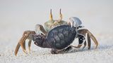 Leben und Tod an einem südafrikanischen Strand: Reiterkrabben fressen alles, von heruntergefallenen Früchten und Pflanzen bis hin zu verwesenden Tieren. Aber auch lebende Schildkrötenbabys stehen auf ihrem Speiseplan. Der Momentaufnahme der erfolgreichen Krabbe und ihrer unglücklichen Beute gab die Fotografin den Titel "Taken by a Ghost" (etwa: Geraubt von einem Geist) in Anspielung auf den englischen Namen des Krustentiers: Ghost Crab, Geisterkrabbe. 