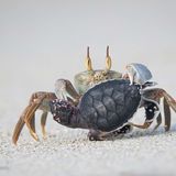 Leben und Tod an einem südafrikanischen Strand: Reiterkrabben fressen alles, von heruntergefallenen Früchten und Pflanzen bis hin zu verwesenden Tieren. Aber auch lebende Schildkrötenbabys stehen auf ihrem Speiseplan. Der Momentaufnahme der erfolgreichen Krabbe und ihrer unglücklichen Beute gab die Fotografin den Titel "Taken by a Ghost" (etwa: Geraubt von einem Geist) in Anspielung auf den englischen Namen des Krustentiers: Ghost Crab, Geisterkrabbe. 