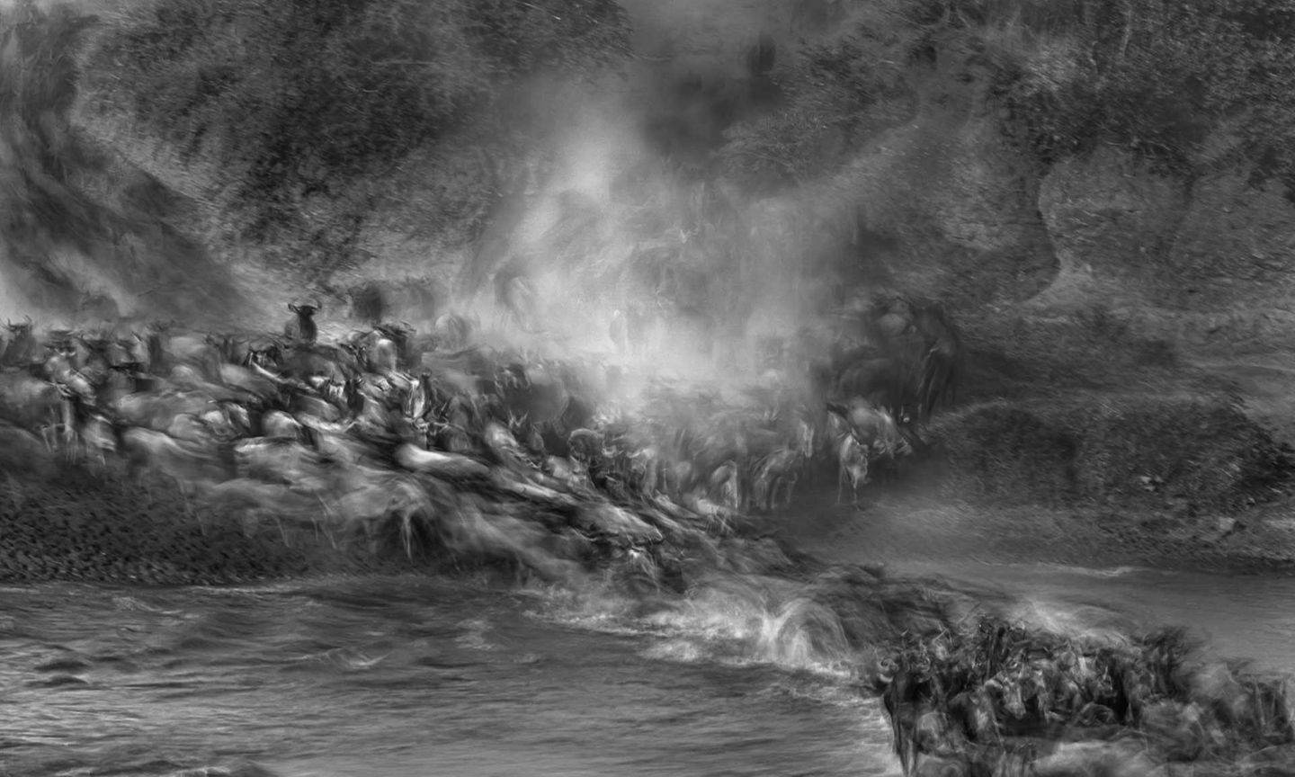 Ein eindrucksvolles Bild zeigt die Flussüberquerung einer Herde Gnus: Pauls Goldsteins Foto bildet die Körper der Tiere verschwommen in der Bewegung ab und fängt die fieberhafte Panik ein, welche diesen kritischen Moment begleitet. "Ich bin dankbar für das Tier im Hintergrund, das still stehen blieb, als Anker im Chaos des Bildes", so der Fotograf. "Ich habe vorher und nachher Tausende von Flussaufnahmen gemacht, konnte diesen Effekt aber nie annähernd reproduzieren."