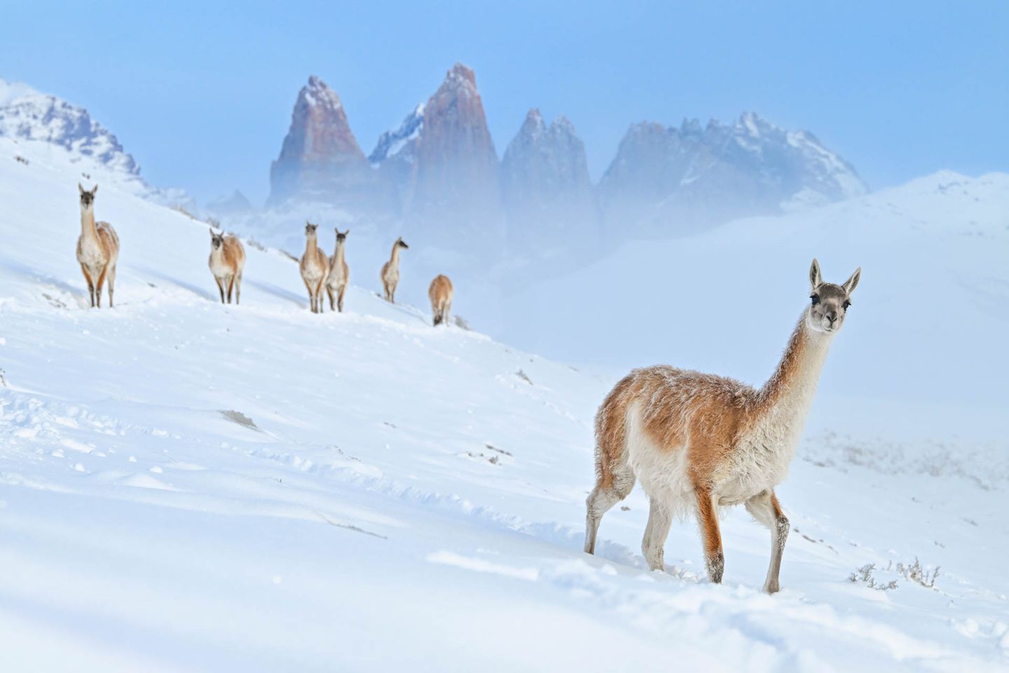 Eine nahezu perfekte Bildkomposition ist Charles Janson mit seinem Foto der Guanakos gelungen. Bei den Tieren handelt es sich um die wild lebende Stammform der domestizierten Lamas. Eigentlich war Janson vom Pech verfolgt, am Vortag waren ihm Hauptkamera und Teleobjektiv runtergefallen und kaputt gegangen. "Da ich also keine Nahaufnahmen mehr machen konnte, begann ich mir Kompositionen vorzustellen, in denen das Tier Teil einer größeren Landschaft ist", erzählt Janson.