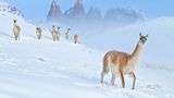 Eine nahezu perfekte Bildkomposition ist Charles Janson mit seinem Foto der Guanakos gelungen. Bei den Tieren handelt es sich um die wild lebende Stammform der domestizierten Lamas. Eigentlich war Janson vom Pech verfolgt, am Vortag waren ihm Hauptkamera und Teleobjektiv runtergefallen und kaputt gegangen. "Da ich also keine Nahaufnahmen mehr machen konnte, begann ich mir Kompositionen vorzustellen, in denen das Tier Teil einer größeren Landschaft ist", erzählt Janson.