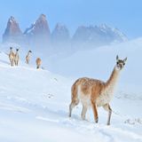 Eine nahezu perfekte Bildkomposition ist Charles Janson mit seinem Foto der Guanakos gelungen. Bei den Tieren handelt es sich um die wild lebende Stammform der domestizierten Lamas. Eigentlich war Janson vom Pech verfolgt, am Vortag waren ihm Hauptkamera und Teleobjektiv runtergefallen und kaputt gegangen. "Da ich also keine Nahaufnahmen mehr machen konnte, begann ich mir Kompositionen vorzustellen, in denen das Tier Teil einer größeren Landschaft ist", erzählt Janson.