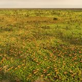 Eine Luftaufnahme Tausender Tiang in der Savanne des Südsudan