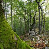 Wald mit moosbewachsenem Boden